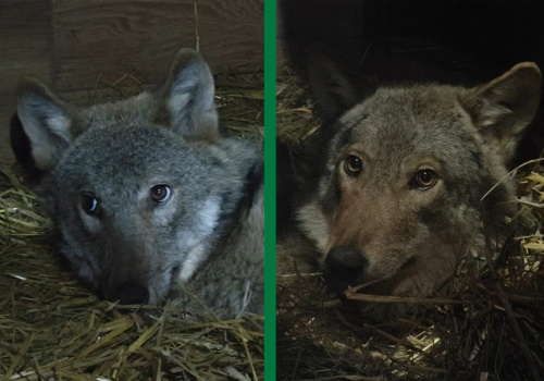 Wilk to nie bestia. W „Mysikróliku” do zdrowia dochodzą dwa „nieśmiałe” osobniki