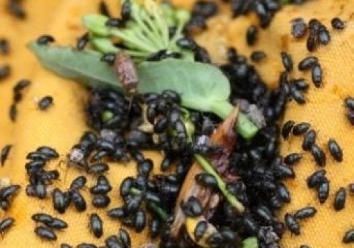 Słodyszek uderzył w rzepak. Decydują najbliższe dni – można stracić nawet połowę plonu