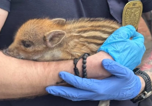 Warszawa powinna brać przykład z Mysłowic!