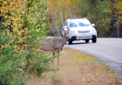Nigdy nie rób tego po zderzeniu. Jeden głupi błąd zablokuje odszkodowanie