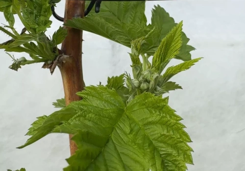 Maliny zaczynają kwitnąć. Jakie zabiegi wykonać w tym ważnym dla budowy plonu czasie?