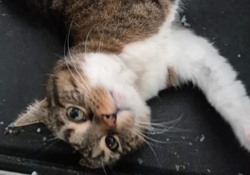 „Jeszcze raz bardzo prosimy o dom dla Toli”. KTOZ szuka schronienia dla kotki