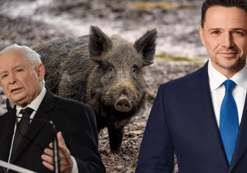 Gdy dziki wchodzą do miasta, ASF wraca na wieś. Co na to Jarosław Kaczyński?
