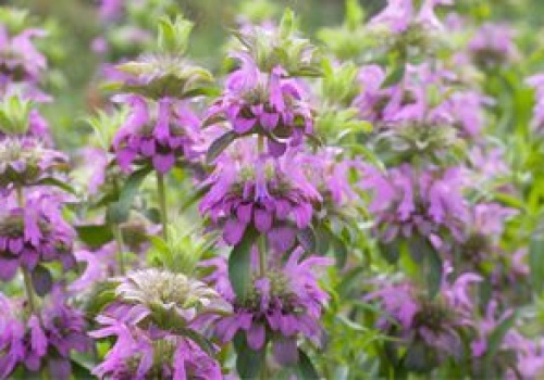 Zrywam te kwiaty i robię napar. Pomaga pozbyć się wzdęć i ukoić nerwy