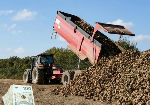 Cukrownie tną kontraktację buraków. Nawet 25 proc. mniej dla rolników