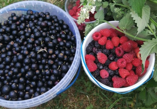 Zmowa cenowa przy skupie owoców. Przez trzy sezony rolnicy dostawali zaniżone kwoty