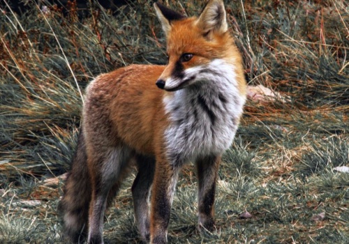 Alert RCB dla dwóch województw. Nie dotykaj przynęty, bo narozrabiasz