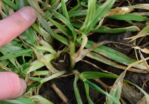 Zabieg T1 w zbożach - kiedy wykonać i czym pryskać? Zalecenia na 2026 rok