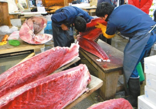 Tuńczyk droższy niż złoto? Rekordowa aukcja w Tokio