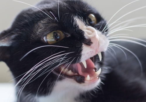 Kot ugryzł właściciela, miał wściekliznę. To ostrzeżenie dla Polaków