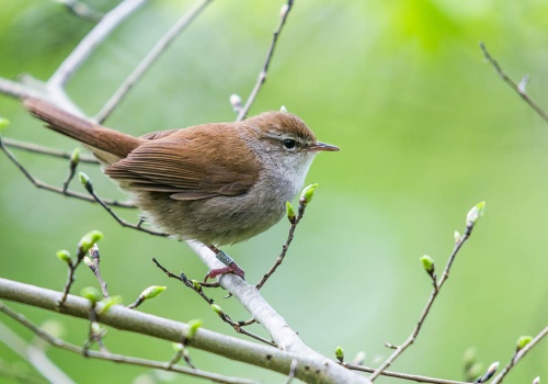 Ornitologiczna niespodzianka na Pomorzu Zachodnim. Wyjątkowo rzadka wierzbówka nad Miedwiem