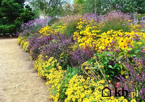 W kwietniu wielu ogrodników robi ten błąd – byliny potem słabo rosną