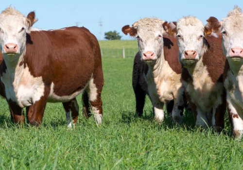 Eksport wołowiny do Japonii rośnie. Znika kluczowa bariera