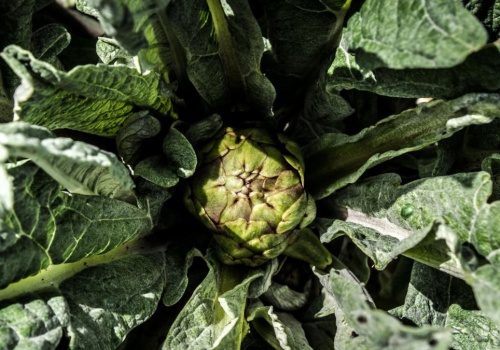 Ogrodnicy zachwycają się tym warzywem. Nawet początkujący poradzą sobie z uprawą