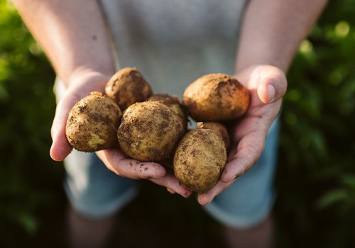 Ceny ziemniaków poniżej zera. Rolnicy dopłacają, żeby ktoś je zabrał