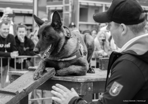 Nie żyje Dragon – pies ratowniczy GRS OSP Nowy Sącz