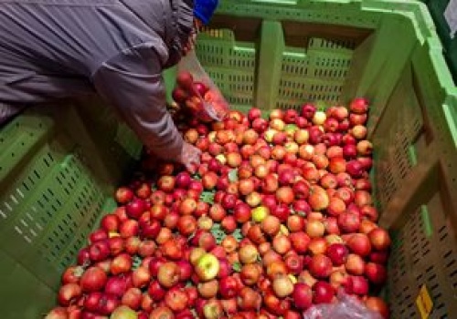 Porównali jabłka w smaku. Oto zwycięzca degustacji