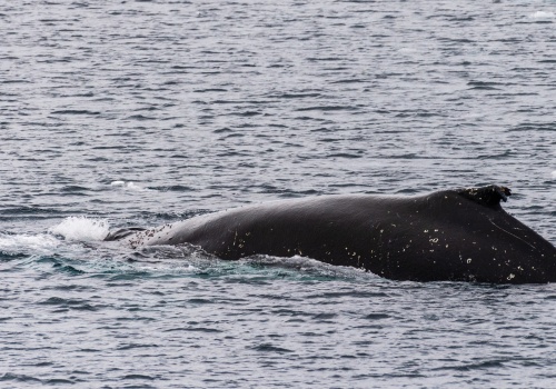 Chcą ratować chorego wieloryba w Niemczech. Będzie prywatna akcja mimo sprzeciwu