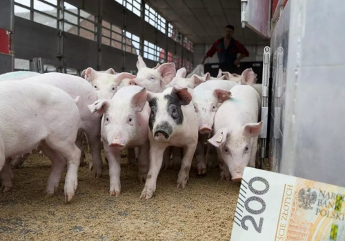 Dokładają do każdej świni. Nawet 300 zł straty na tuczniku w kwietniu