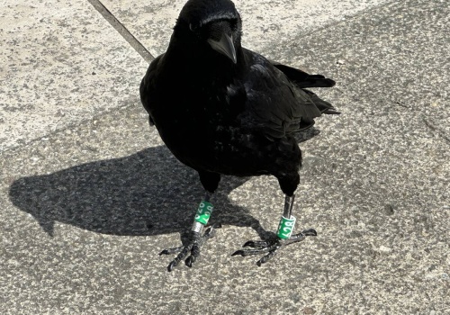 Ptaki w mieście pomagają ludziom - planowanie urbanistyczne wpływa na kontrolę szkodników, rozsiewanie nasion i sprzątanie padliny