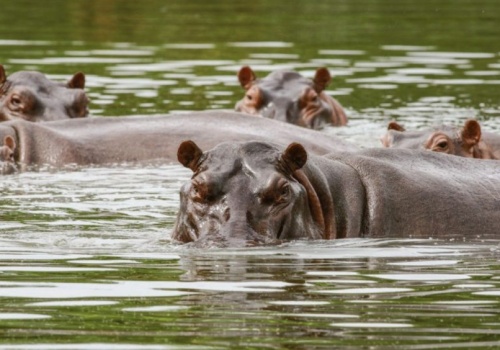 Kolumbia walczy z „hipopotamami Escobara”