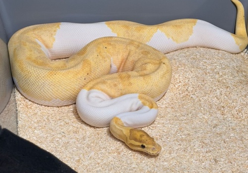 148 pytonów królewskich w mieszkaniu na Prądniku Białym. Jeden uciekł na klatkę schodową