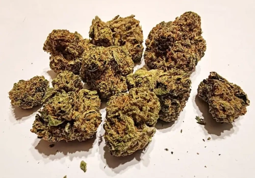 Odmiana Black Jelly – medyczna marihuana 27% THC – recenzja