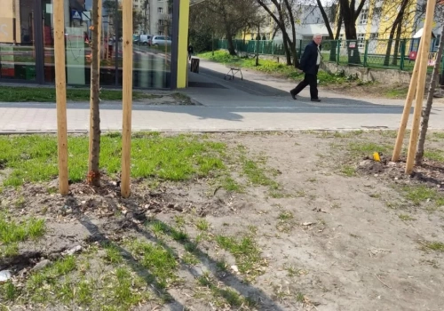 Estetyka przegrywa z wygodą. Nowy zieleniec przy Armii Krajowej w Mysłowicach został rozdeptany