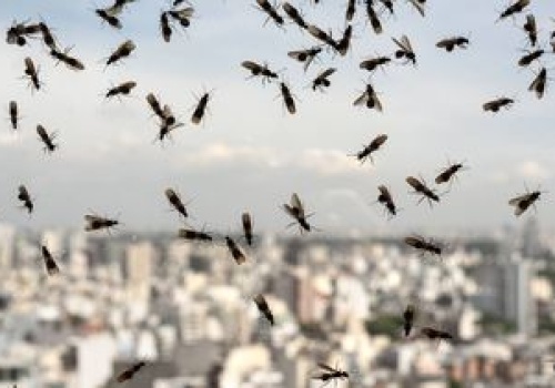 Plaga much w Piekarach Śląskich. Mieszkańcy nie są w stanie wyjść z domu