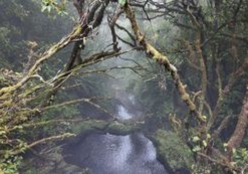 Madera: Levada do Furado – zielony szlak przez serce lasu laurowego (PR10)