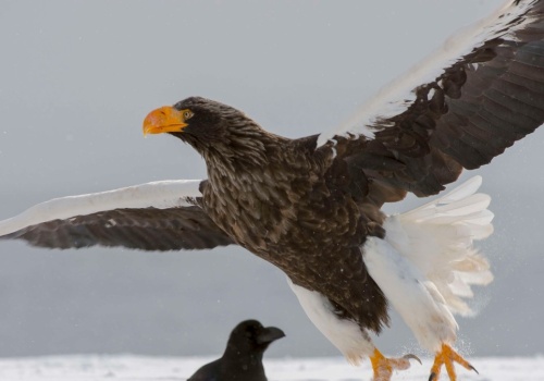 Olbrzymi ptak z Rosji wykluł się w Polsce. Pożera nawet wieloryby