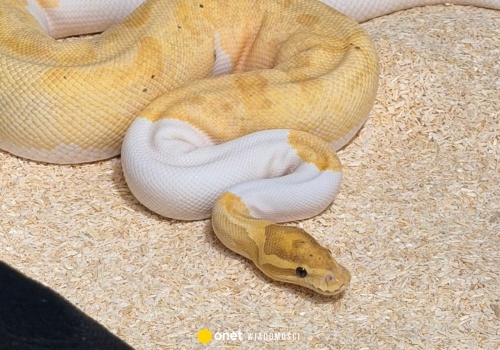 Mieszkaniec Krakowa znalazł na klatce węża. Okazało się, że było ich znacznie więcej