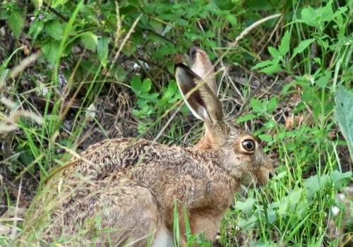 Fotopułapka zarejestrowała najszybsze lądowe zwierzę. Wiesz jak się nazywa?