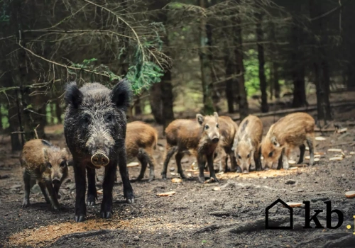Spotkał dzika na miejskiej ulicy i zrobił najgorszą rzecz. To mogło skończyć się atakiem