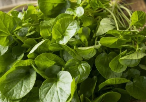 Najlepsza w rankingu najzdrowszych warzyw. Odmładza, wspiera wątrobę