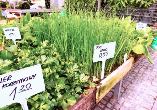 Na razie niewiele osób kupuje rozsady na tarnowskim Burku