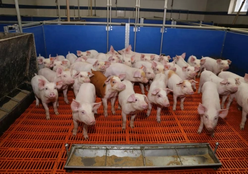 Zgłaszasz przemieszczenie świń w IRZplus? PIW i tak może odesłać do papieru