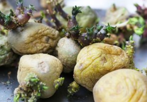 Cichy wróg w twojej kuchni. Gdy zobaczysz ten kolor, ziemniak musi trafić do kosza