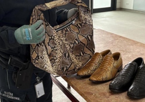 Torebka z pytona i buty z krokodyla. Udaremniony przemyt na granicy