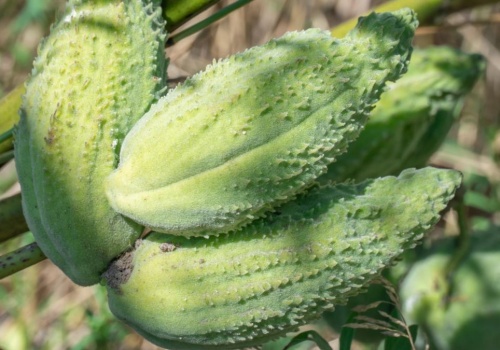 Niewiele osób ją uprawia, a szkoda. Posadź przy płocie i twój ogród zmieni się nie do poznania