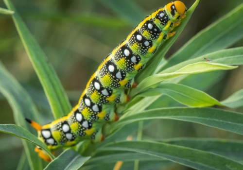 Wygląda jak mały wąż. Polacy coraz częściej widzą to w ogrodach