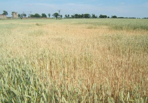 Jak wyznaczana jest susza rolnicza i gdzie dziś ryzyko rośnie najmocniej?