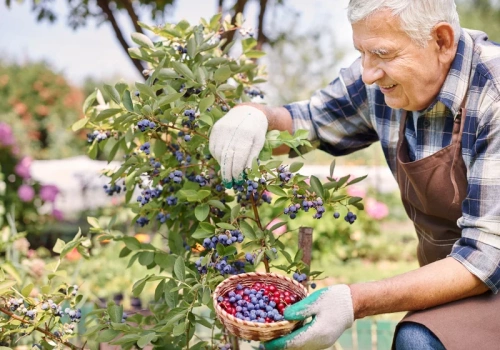 Pół szklanki na cztery litry, podlewam tym borówkę i mam kosze owoców