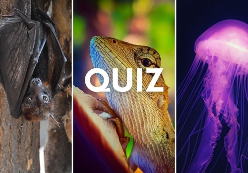 Quiz. Ssak, ptak, a może gad? Większość z was odpada już w 7. pytaniu