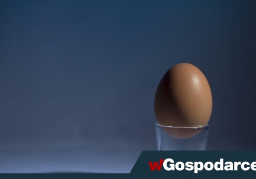 Zobacz, co kryje się w jajku
