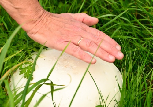 Do niedawna był pod ochroną. Teraz możesz rozkoszować się jego smakiem