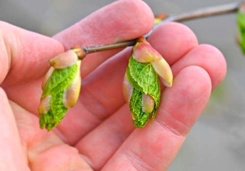 Witaminowa bomba prosto z drzewa. Rwij i jedz na zdrowie