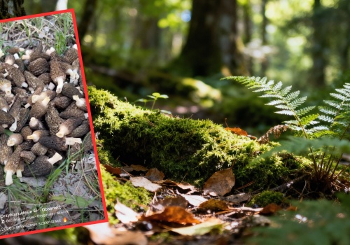 Poszedł na grzyby w kwietniu. Aż chwycił za telefon. 