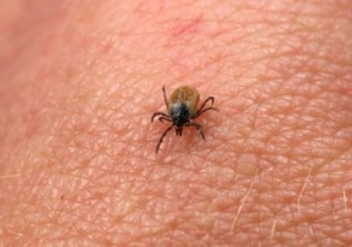 Wystarczy kilka psiknięć. Kleszcze nawet się nie zbliżą