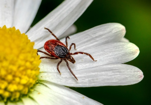 Kleszcz na etacie detektywa. Polscy naukowcy wzięli go pod lupę